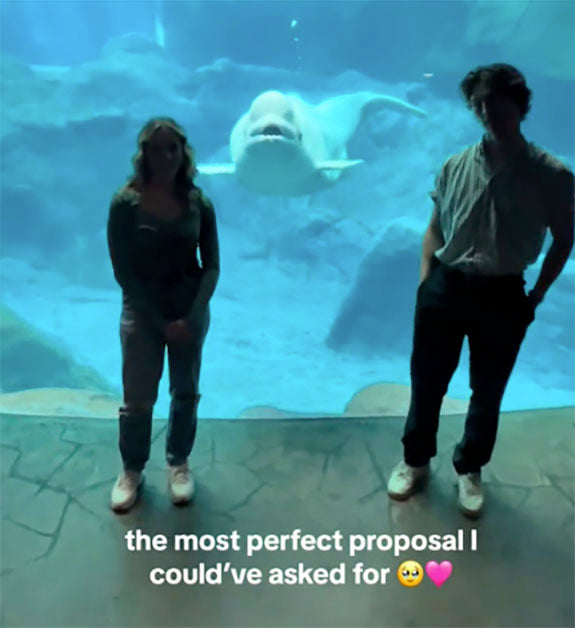 Beluga Whale’s Human-Like Reaction to Marriage Proposal Has Internet Buzzing