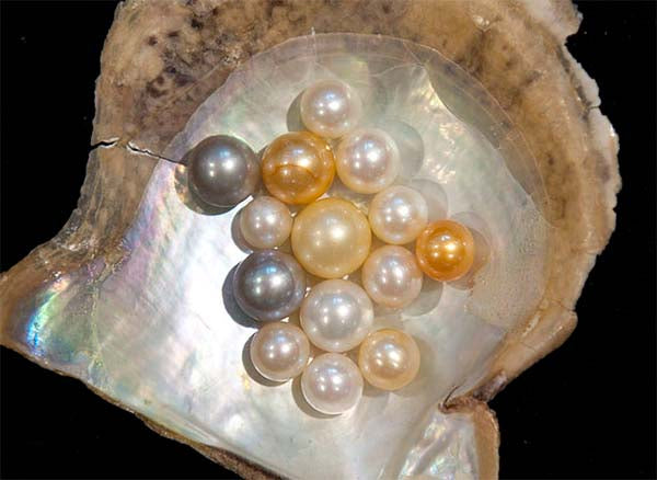 Japanese Firm Preserves Memory of Deceased Pets by Turning Them Into Pearls